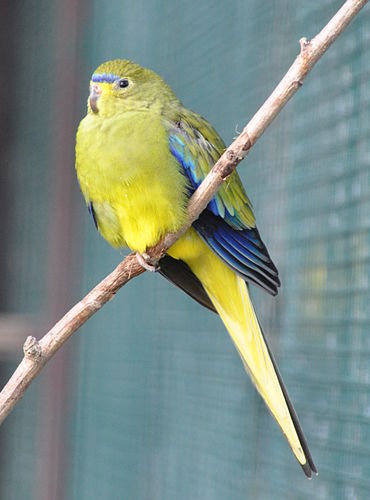 Elegant parrot